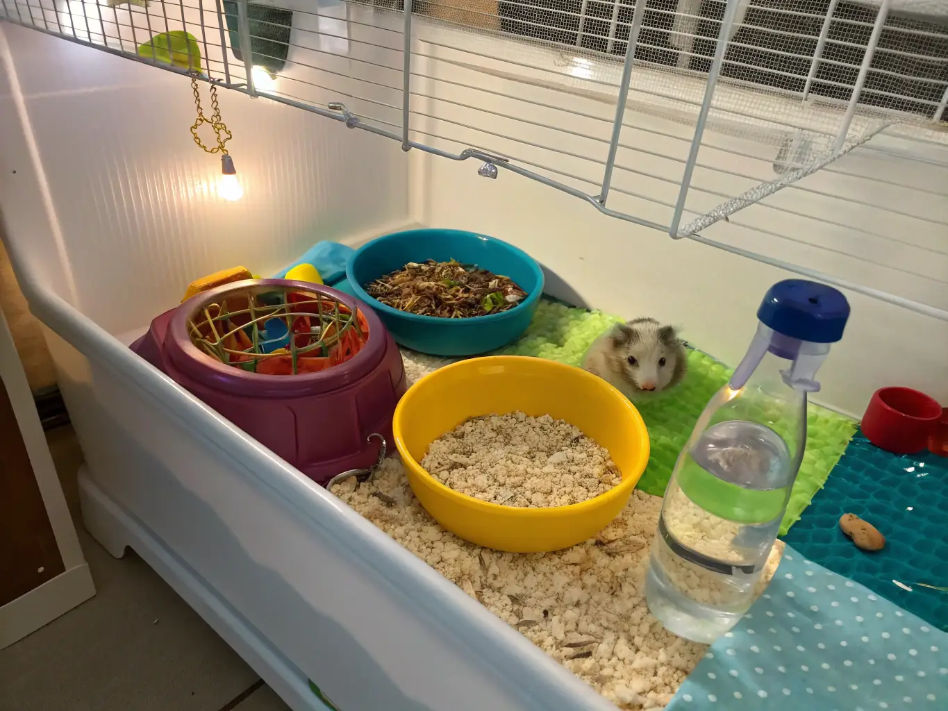 A cozy hamster cage with a running wheel, food bowl, water bottle, and bedding, showcasing a comfortable living environment for a hamster.